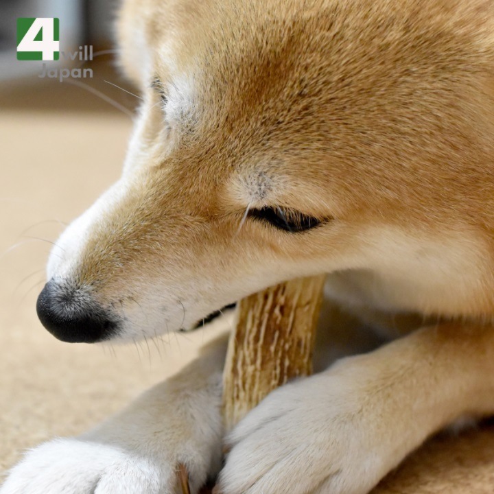 �̳�ƻ���������γ� Ķ�������������� 3��