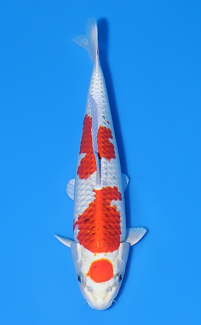 【厳選錦鯉】孔雀｜大積五十嵐養鯉場｜2024年産｜オス｜37㎝｜b0512m008
