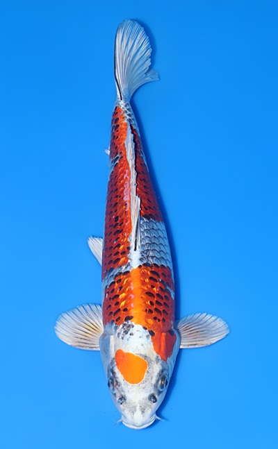 【厳選錦鯉】銀鱗孔雀｜大積五十嵐養鯉場｜2024年産｜オス｜42㎝｜b0513m003
