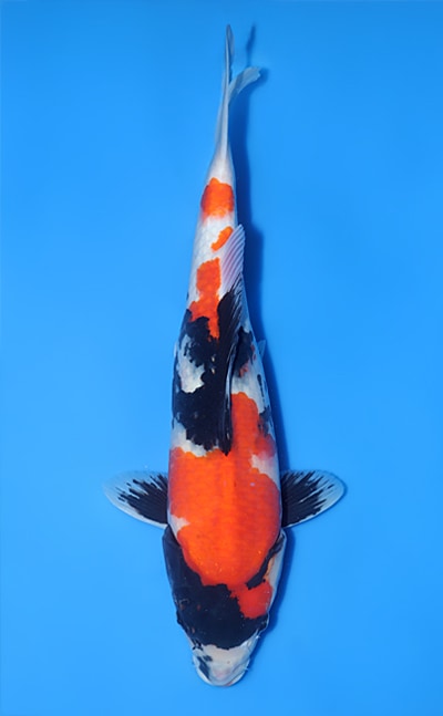 【厳選錦鯉】昭和三色｜須田養鯉場｜2024年産｜メス｜44cm｜b0513m008