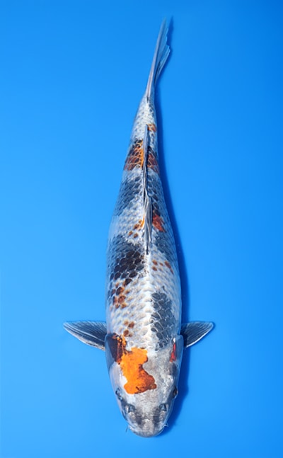 【厳選錦鯉】金昭和｜丸坂養鯉場｜2024年産｜メス｜49cm｜b0513m011