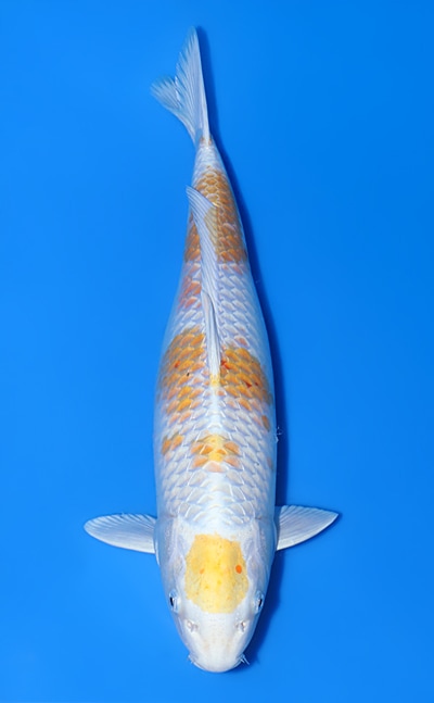 【厳選錦鯉】張り分け｜丸坂養鯉場｜2024年産｜メス｜51cm｜b0513m012