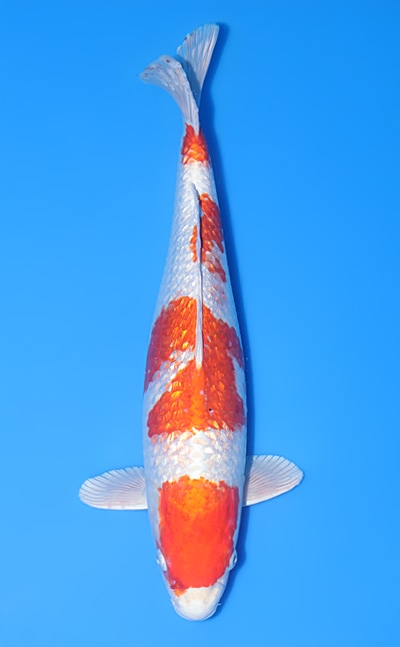 【厳選錦鯉】銀鱗桜黄金｜丸坂養鯉場｜2024年産｜オス｜43㎝｜b0513m016