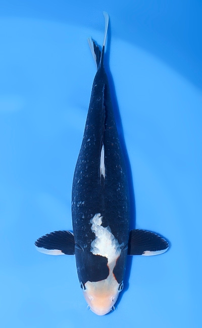 【厳選錦鯉】松川化け｜五十嵐養鯉場｜2024年産｜メス｜48.5cm｜b0709m003