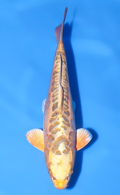 【厳選錦鯉】ドイツ黄金｜五十嵐養鯉場｜2024年産｜メス｜39.5cm｜b0709m004
