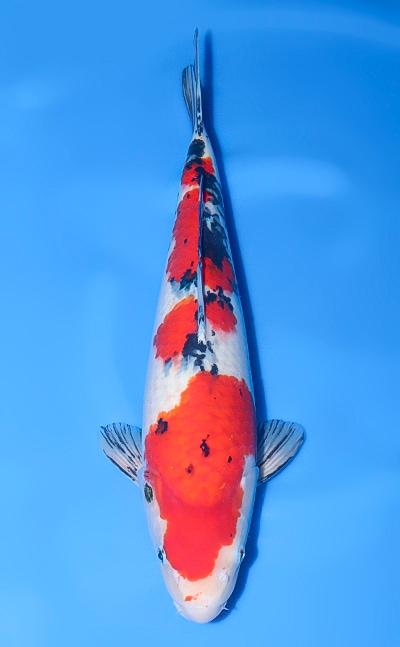 【厳選錦鯉】大正三色｜須田養鯉場｜2024年産｜メス｜46cm｜b0709m005