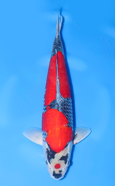 【厳選錦鯉】五色｜五十嵐養鯉場｜2024年産｜オス｜48.5cm｜b0709m013
