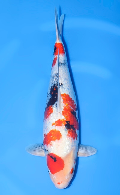 【厳選錦鯉】銀鱗昭和｜須田養鯉場｜2024年産｜メス｜53cm｜b0709m015