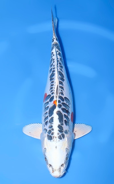 【厳選錦鯉】ドイツ孔雀｜五十嵐養鯉場｜2024年産｜メス｜52cm｜b0709m017