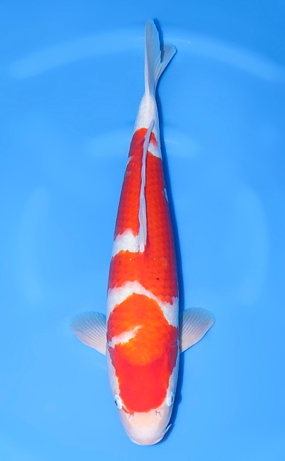 【厳選錦鯉】紅白｜須田養鯉場｜2024年産｜メス｜53.5cm｜b0709m019