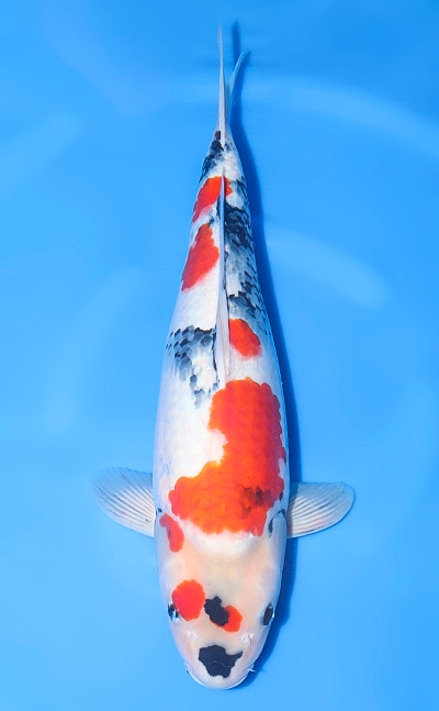 【厳選錦鯉】昭和三色｜細海養鯉場｜2024年産｜メス｜52.5cm｜b0709m020