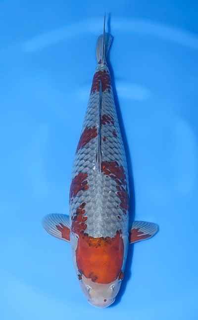 【厳選錦鯉】落ち葉しぐれ｜深沢養鯉場｜2024年産｜メス｜56.5cm｜b0709m023
