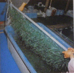 モールコード（産卵藻)沈下性 長さ1.5m 葉長20cm