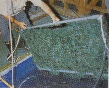 モールコード（産卵藻)沈下性 長さ1.5m 葉長20cm