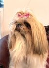 ��mimtto��Striped Bow  Hair Clip