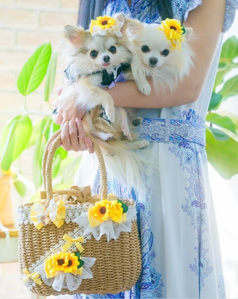 CanNana���Ҥޤ��ȥ졼���Υ���󥸤����Хå�