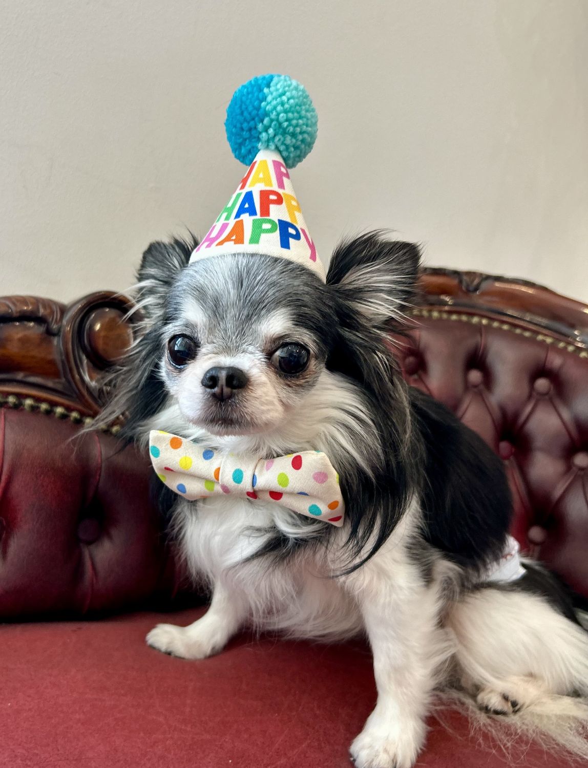 ����THE BESS������POMPOMHAT��Birthday��