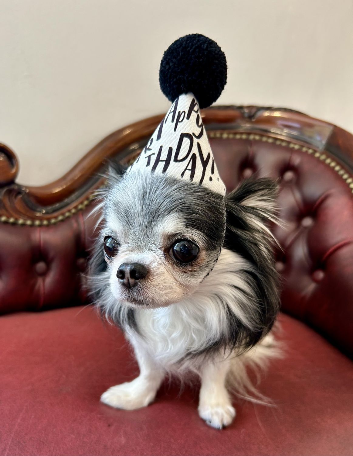 ����THE BESS������POMPOMHAT��Birthday��
