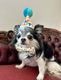 ����THE BESS������POMPOMHAT��Birthday��