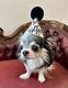 ����THE BESS������POMPOMHAT��Birthday��
