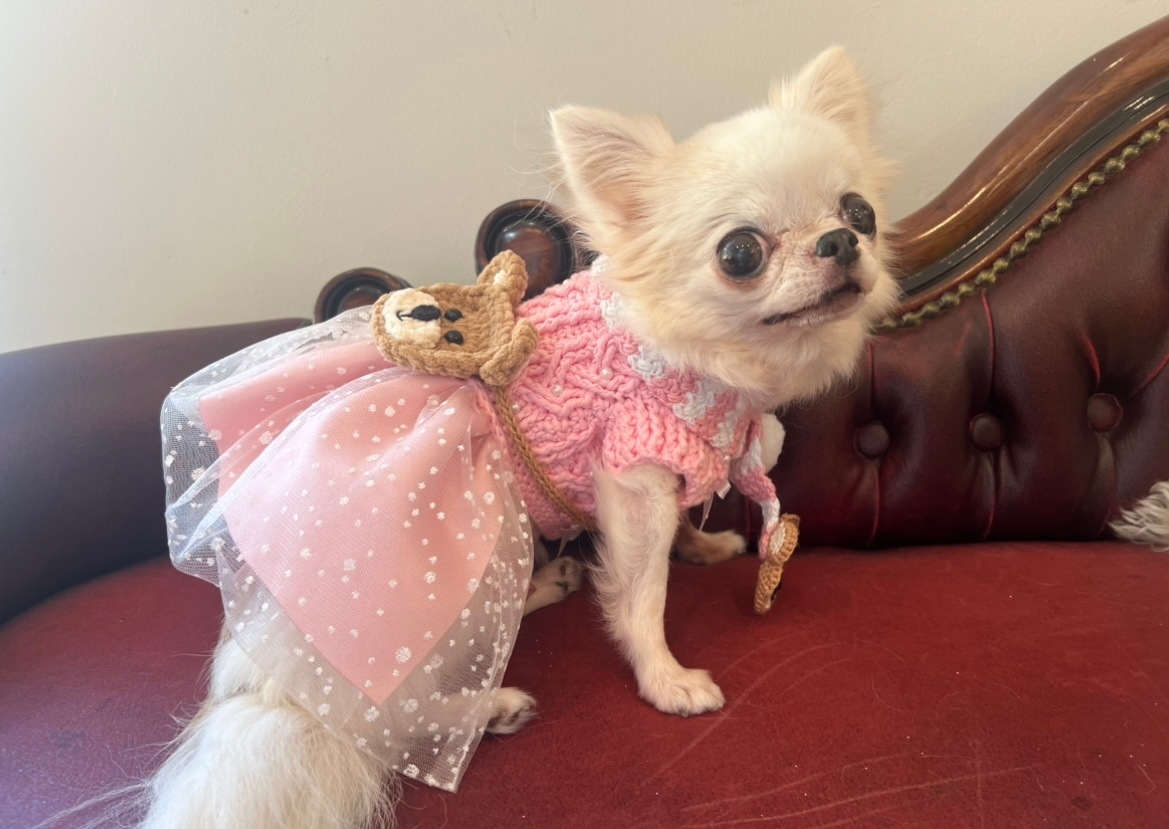 ��24thAnniversary�ۣ�����knit����24thAnniversary�����ޥ����߻��٥��å�🐻���޻�Ver🐻��