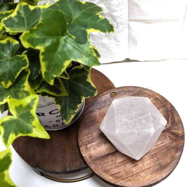 ۥ磻ȴڥɡ 5cm ŷ å ѥȡ      ŷ ʪ  ƥꥢ ҥޥ 