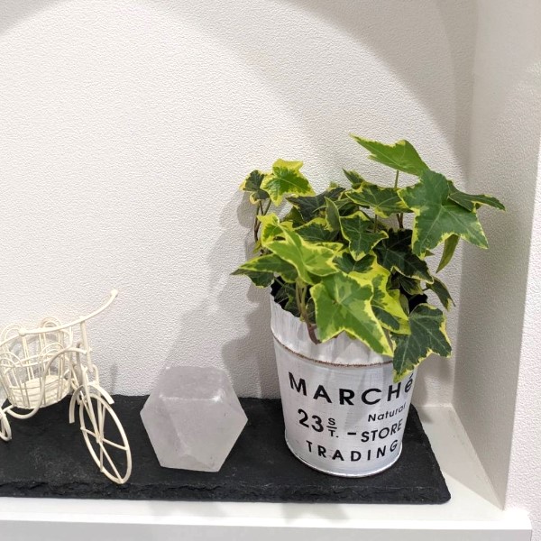 ۥ磻ȴڥɡ 5cm ŷ å ѥȡ      ŷ ʪ  ƥꥢ ҥޥ 