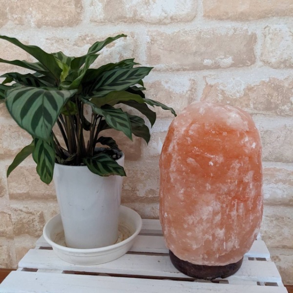 ʥ2-3kgʥȥס  ŵ ʪ  ܾ   ͵ ŷ ơ֥ ɥ饤  ӥ ܤͥ