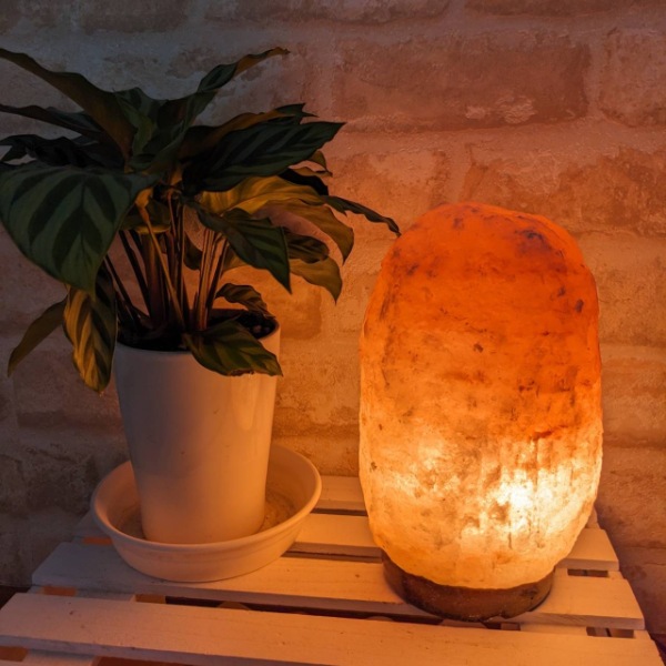 ʥ2-3kgʥȥס  ŵ ʪ  ܾ   ͵ ŷ ơ֥ ɥ饤  ӥ ܤͥ