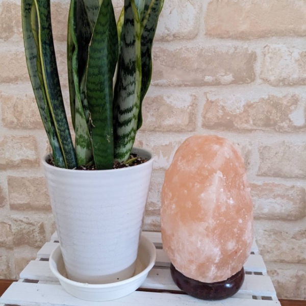 ʥ3-5kgʥȥס  ŵ ʪ  ܾ   ͵ ŷ ơ֥ ɥ饤  ӥ ܤͥ