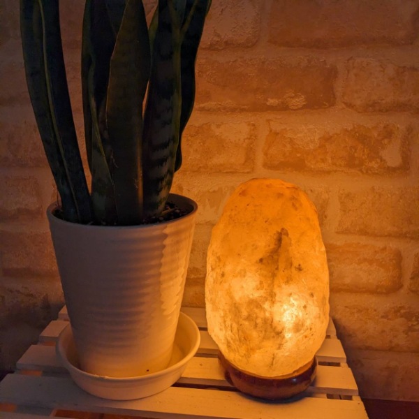 ʥ3-5kgʥȥס  ŵ ʪ  ܾ   ͵ ŷ ơ֥ ɥ饤  ӥ ܤͥ