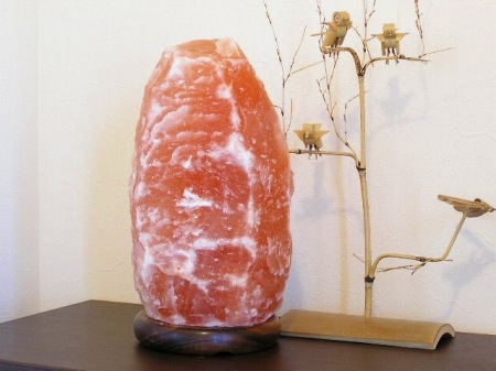 ʥ10-15kgʥȥס  ŵ ʪ  ܾ   ͵ ŷ ơ֥ ɥ饤  ӥ ܤͥ