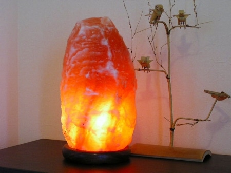 ʥ10-15kgʥȥס  ŵ ʪ  ܾ   ͵ ŷ ơ֥ ɥ饤  ӥ ܤͥ