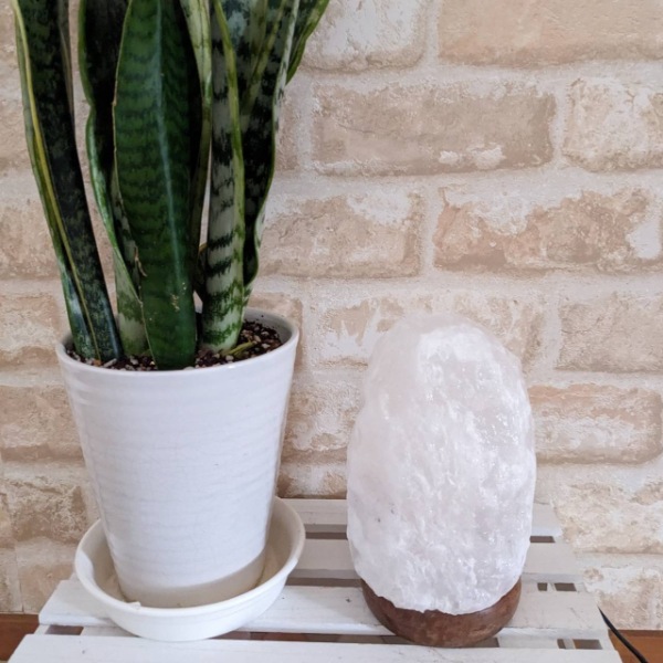 �ʥ�����������2-3kg �ʥۥ磻�ȡˡʥ���ȥ��ס� ���� �ŵ�������� ��ʪ ��� ���ܾ��� ������� ������� ��͵� ŷ�� �ơ��֥���� ������ɥ饤�� ���� ��ӥ� �ܤ�ͥ����