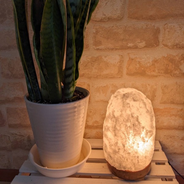 �ʥ�����������2-3kg �ʥۥ磻�ȡˡʥ���ȥ��ס� ���� �ŵ�������� ��ʪ ��� ���ܾ��� ������� ������� ��͵� ŷ�� �ơ��֥���� ������ɥ饤�� ���� ��ӥ� �ܤ�ͥ����