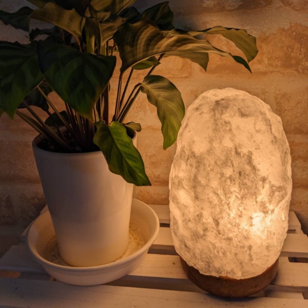 ʥ3-5kg ʥۥ磻ȡˡʥȥס  ŵ ʪ  ܾ   ͵ ŷ ơ֥ ɥ饤  ӥ ܤͥ