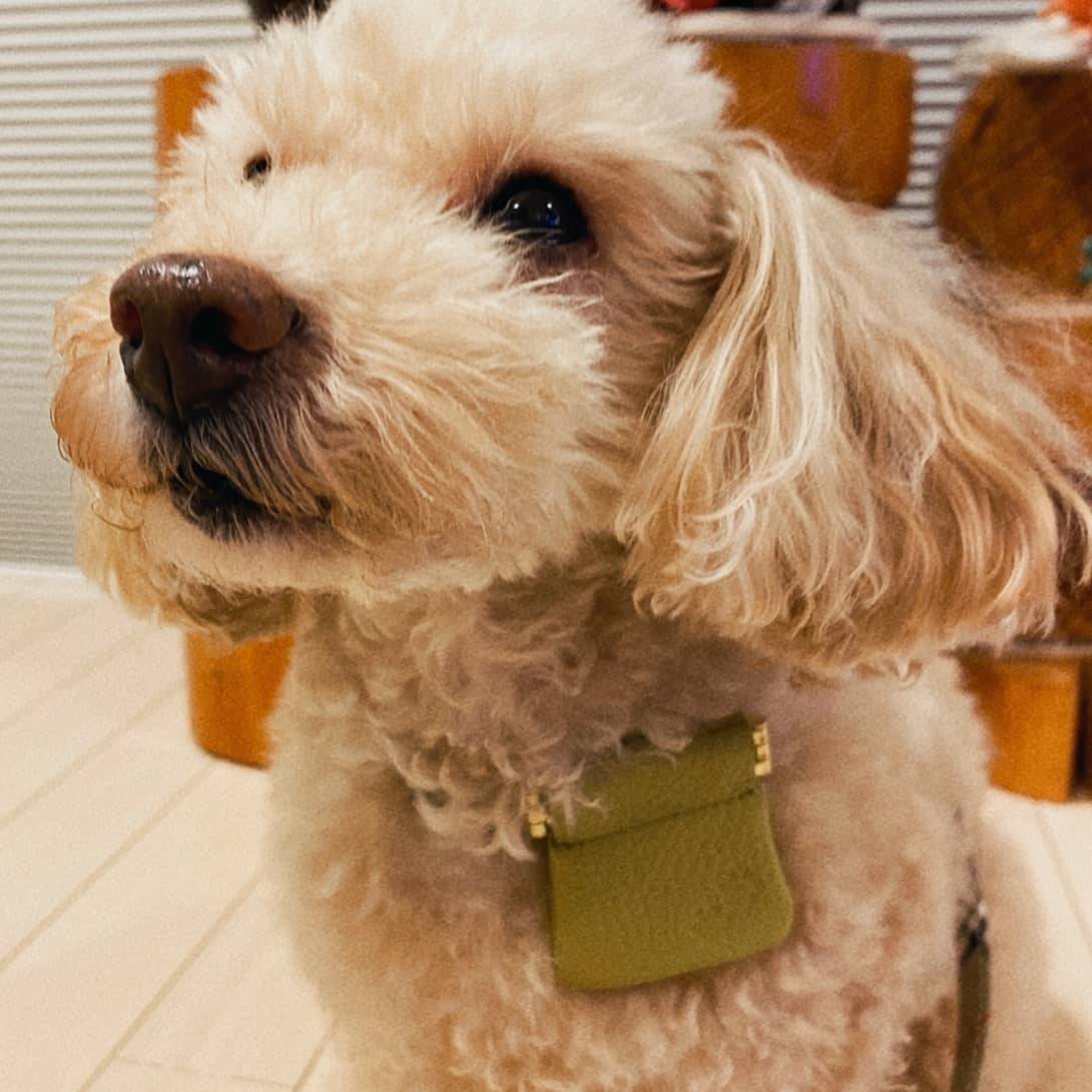 犬の迷子札鑑札入れ わんずポーチ 迷子札 刻印無料 レディースバッグ 大人かわいい かっこいい 人気の日本製 革 通販 5two3 Stage