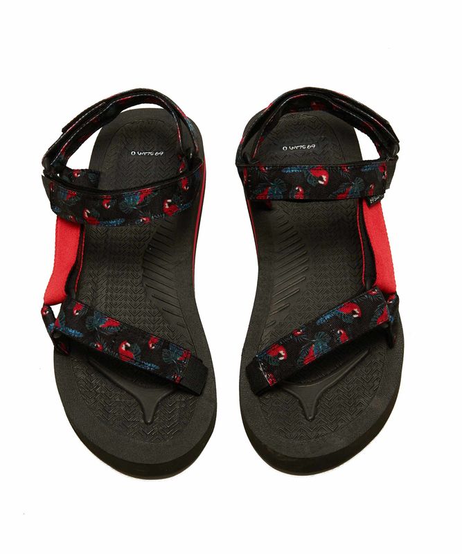 �ڥ�󥺥��ȥ�åץ�������ARBTPR-AT ��:TROPICAL PARROTS