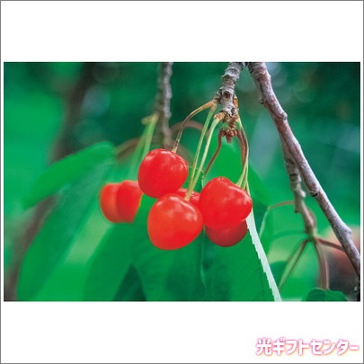 北海道仁木産さくらんぼ（300g×2） 2025お中元 なら