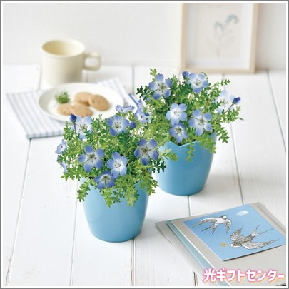 ネモフィラ栽培セット GD-929 なら 全ギフト一覧,インテリア小物＆雑貨