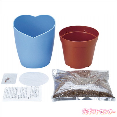 ねもふぃらページ 秘密のネモフィラ・・・希少『Zシリーズ』爽やかなシルバー