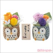 �����碌�դ������������åȡ��ʥץꥶ���֥ɥե���