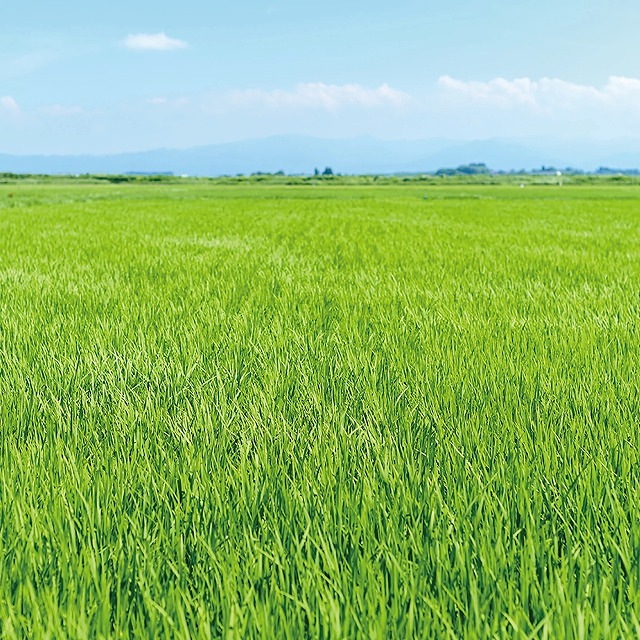 津軽びいどろ にほんの色 ふうけい 一輪挿し 夏の田園