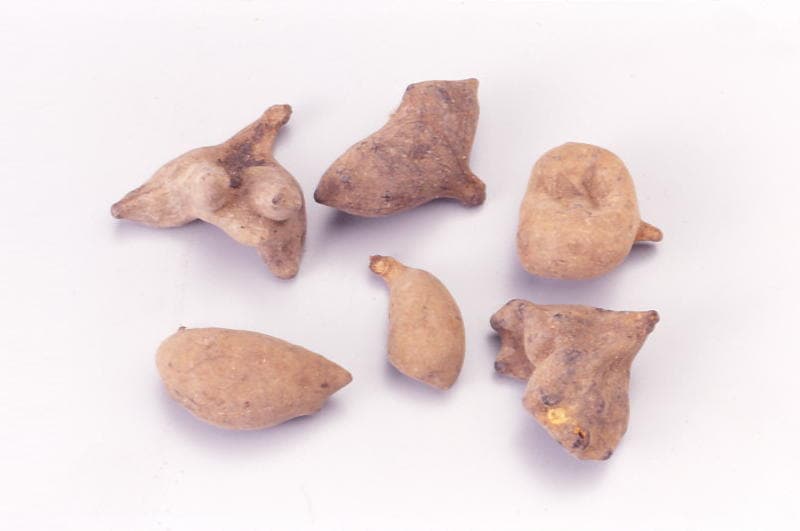 五倍子（ふし）　500ｇ Gobaishi (Galls of sumac tree)