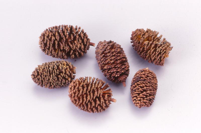 矢車玉　500ｇ Yasyadama (Japanese greenalder)