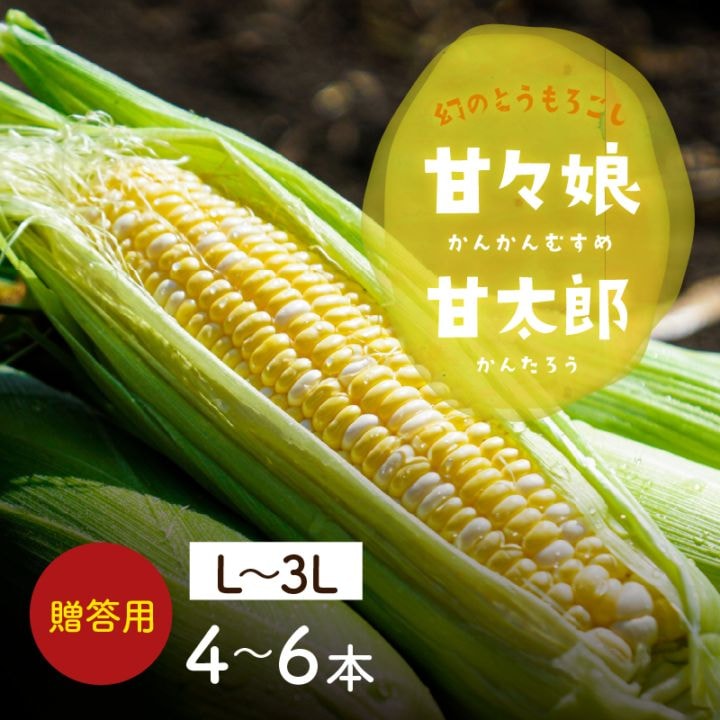 静岡県産とうもろこし 甘々娘甘太郎（かんかんむすめかんたろう）L～3Lサイズ4～6本入り ご贈答用 期間数量限定