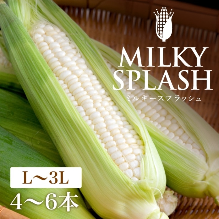 静岡県産白とうもろこし ミルキースプラッシュ 【L～3Lサイズ/4～6本入り】　期間数量限定