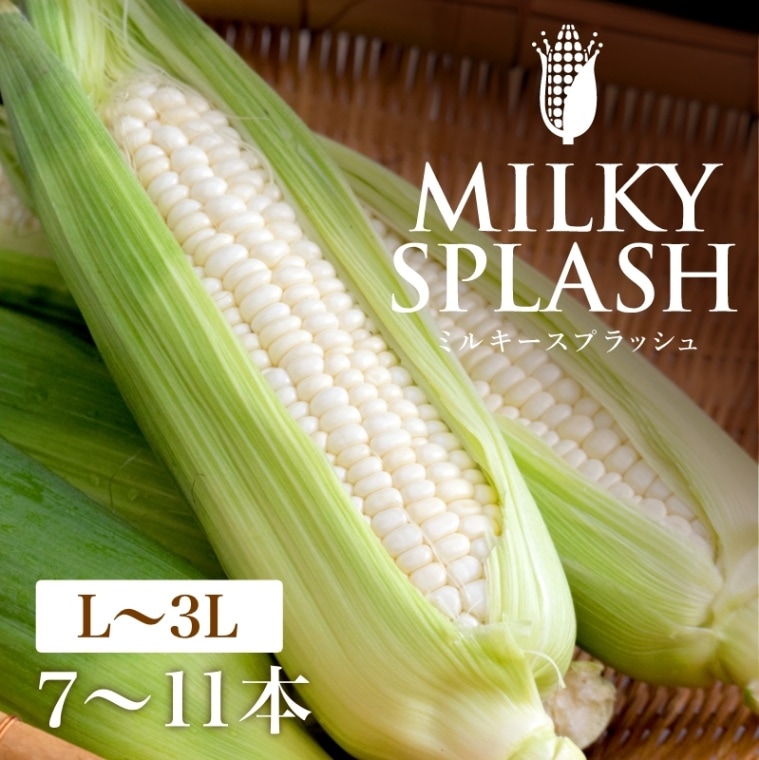 静岡県産白とうもろこし ミルキースプラッシュ 【L～3Lサイズ/7～11本入り】　期間数量限定