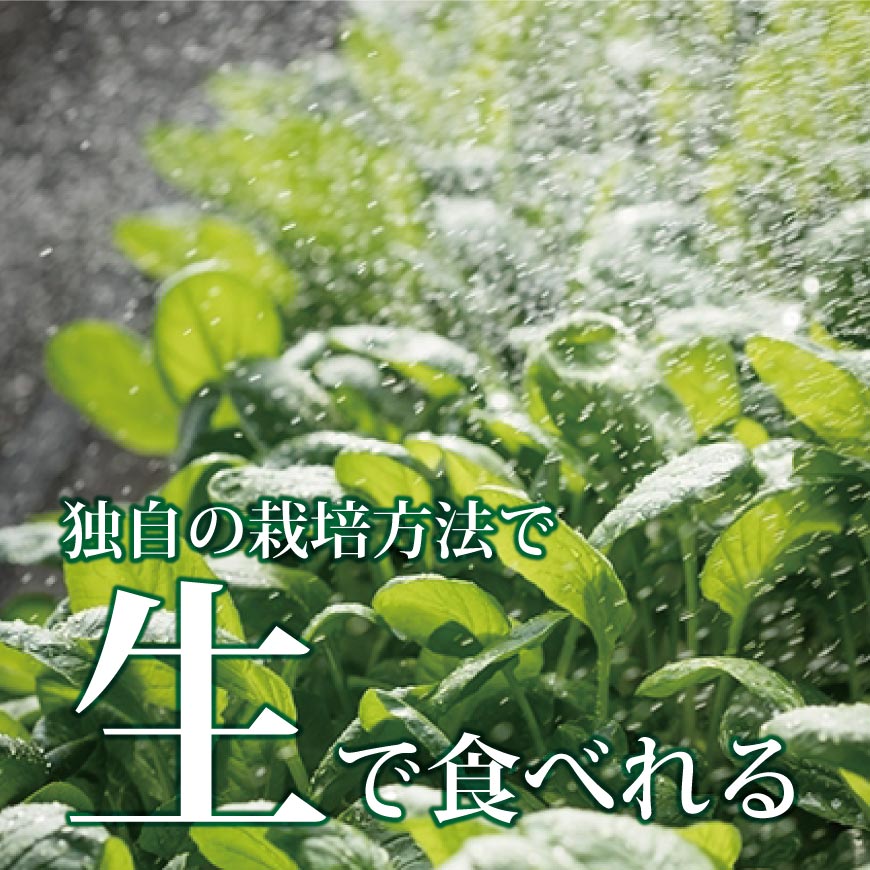 サラダ小松菜NEO 50g×8袋セット