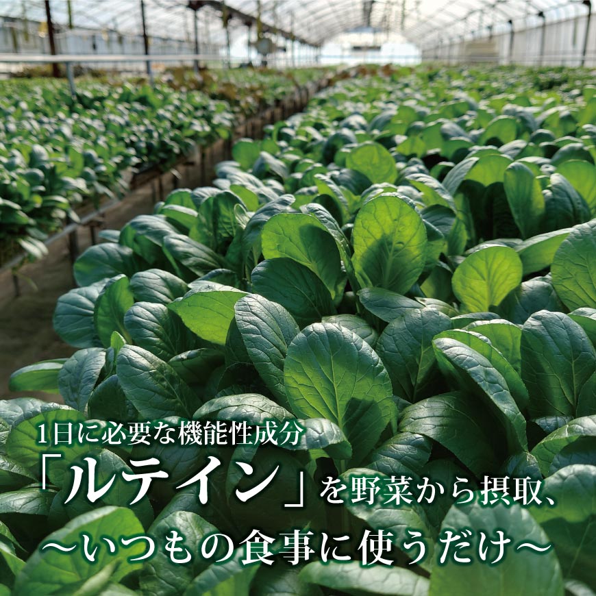 サラダ小松菜NEO 50g×8袋セット